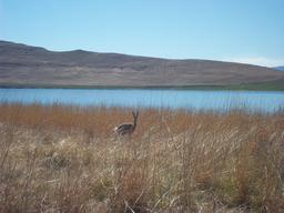 Camouflage de l'antilope Péléa. Source : http://data.abuledu.org/URI/516d43a0-camouflage-de-l-antilope-pelea