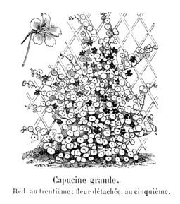 Capucine grande. Source : http://data.abuledu.org/URI/544f478a-capucine-grande