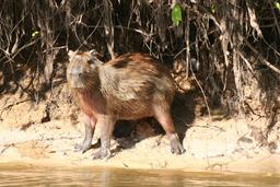 Capybara au bord de l'eau au Venezuela. Source : http://data.abuledu.org/URI/5383a4d3-capybara-au-bord-de-l-eau-au-venezuela
