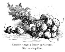 Carotte rouge à forcer parisienne. Source : http://data.abuledu.org/URI/54513fd9-carotte-rouge-a-forcer-parisienne