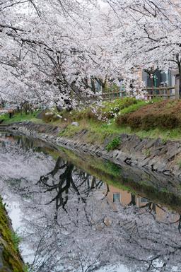 Cerisiers en fleurs au Japon. Source : http://data.abuledu.org/URI/585477b2-cerisiers-en-fleurs-au-japon