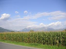 Champ de maïs au Liechtenstein. Source : http://data.abuledu.org/URI/5288c878-champ-de-mais-au-liechtenstein