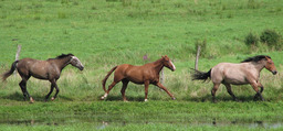 Chevaux au galop. Source : http://data.abuledu.org/URI/47f38695-chevaux-au-galop