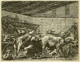 Chèvres en stabulation. Source : http://data.abuledu.org/URI/524db282-chevres-en-stabulation
