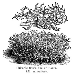 Chicorée frisée fine de Rouen Vilmorin-Andrieux 1904. Source : http://data.abuledu.org/URI/54620772-chicoree-frisee-fine-de-rouen-vilmorin-andrieux-1904