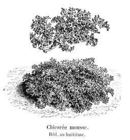 Chicorée mousse. Source : http://data.abuledu.org/URI/54620802-chicoree-mousse