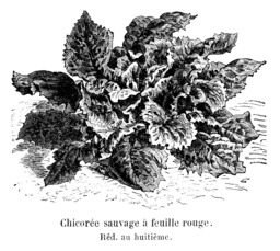 Chicorée sauvage à feuille rouge. Source : http://data.abuledu.org/URI/5462084a-chicoree-sauvage-a-feuille-rouge