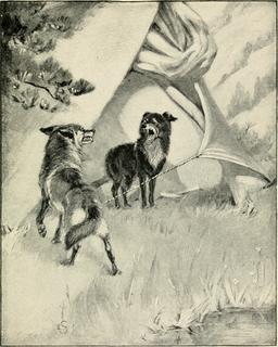 Chien et coyote. Source : http://data.abuledu.org/URI/587e9c68-chien-et-coyotte