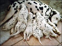 Chienne dalmatienne allaitant 6 chiots. Source : http://data.abuledu.org/URI/516a3fdc-chienne-dalmatienne-allaitant-6-chiots
