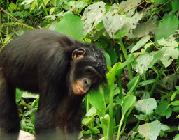 Chimpanzé nain. Source : http://data.abuledu.org/URI/502ec2c3-chimpanze-nain