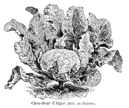 Chou-fleur d'Alger. Source : http://data.abuledu.org/URI/546d24c2-chou-fleur-d-alger