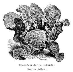 Chou-fleur dur de Hollande. Source : http://data.abuledu.org/URI/546d257c-chou-fleur-dur-de-hollande