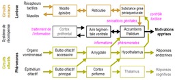 Circuits neurobiologiques de la motivation sexuelle chez les mammifères. Source : http://data.abuledu.org/URI/534d877c-circuits-neurobiologiques-de-la-motivation-sexuelle-chez-les-mammiferes
