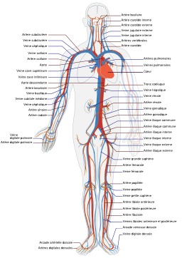 Circulation sanguine humaine. Source : http://data.abuledu.org/URI/5382f721-circulation-sanguine-humaine