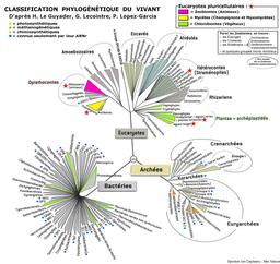 Classification phylogénétique du vivant. Source : http://data.abuledu.org/URI/541d9a25-classification-phylogenetique-du-vivant
