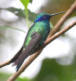 Colibri . Source : http://data.abuledu.org/URI/51029c44-colibri-