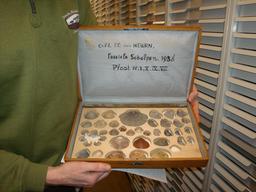 Collection de mollusques fossiles. Source : http://data.abuledu.org/URI/584ff550-collection-de-mollusques-fossiles