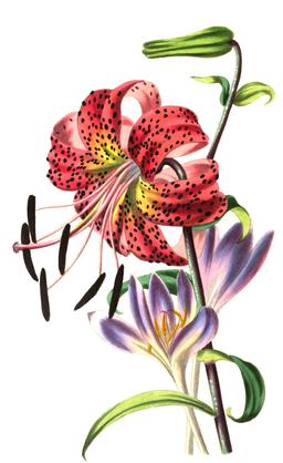 Composition florale en 1836. Source : http://data.abuledu.org/URI/53ed0181-composition-florale-en-1836