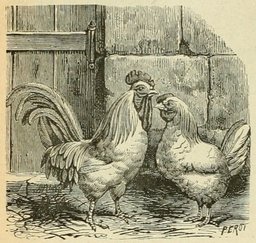 Coq et poule. Source : http://data.abuledu.org/URI/524d8ce0-coq-et-poule