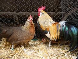 Coq et poules dans un poulailler. Source : http://data.abuledu.org/URI/54129b96-coq-et-poules-dans-un-poulailler