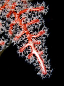 Corail et polypes. Source : http://data.abuledu.org/URI/58501b08-corail-et-polypes