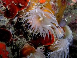 Corail et polypes de nuit. Source : http://data.abuledu.org/URI/58501c2d-corail-et-polypes-de-nuit