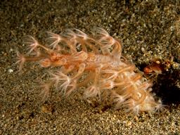 Corail mou et ses polypes de nuit. Source : http://data.abuledu.org/URI/58501cd0-corail-mou-et-ses-polypes-de-nuit