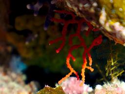 Corail rouge de Méditerranée. Source : http://data.abuledu.org/URI/5554a4e4-corail-rouge-de-mediterranee