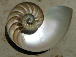Coupe de coquille de nautile. Source : http://data.abuledu.org/URI/5148d37f-coupe-de-coquille-de-nautile