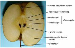 Coupe de pomme en octobre. Source : http://data.abuledu.org/URI/52b581d3-coupe-de-pomme-en-octobre