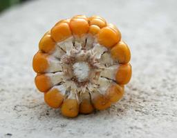 Coupe transversale d'un épi de maïs. Source : http://data.abuledu.org/URI/5288c68e-coupe-transversale-d-un-epi-de-mais