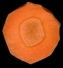 Coupe transversale de carotte. Source : http://data.abuledu.org/URI/549de87a-coupe-transversale-de-carotte