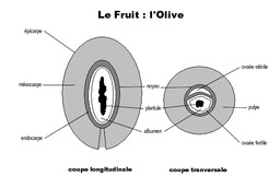 Coupes d'une olive. Source : http://data.abuledu.org/URI/505a38d9-coupes-d-une-olive