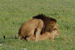 Couple de lions. Source : http://data.abuledu.org/URI/528b6367-couple-de-lions