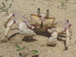 Crabe au Mozambique. Source : http://data.abuledu.org/URI/517e9be4-crabe-au-mozambique