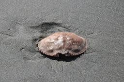 Crabe enfoui dans le sable. Source : http://data.abuledu.org/URI/517e9a61-crabe-enfoui-dans-le-sable