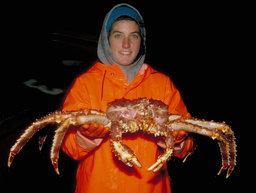 Crabe royal. Source : http://data.abuledu.org/URI/501f1908-crabe-royal