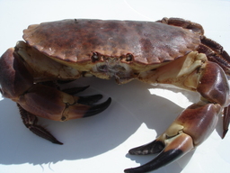 crabe Tourteau. Source : http://data.abuledu.org/URI/501f1858-crabe-tourteau