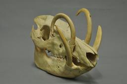 Crâne de babiroussa. Source : http://data.abuledu.org/URI/53ece6e0-crane-de-babiroussa