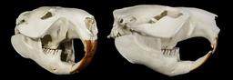 Crâne de castor. Source : http://data.abuledu.org/URI/58390525-crane-de-castor