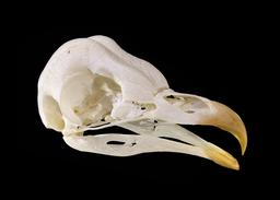 Crâne de chouette effraie. Source : http://data.abuledu.org/URI/54a72926-crane-de-chouette-effraie