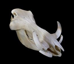 Crâne de phacochère sénégalais. Source : http://data.abuledu.org/URI/5367b4e0-crane-de-phacochere
