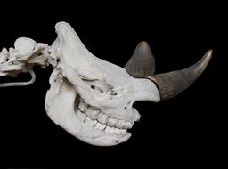 Crâne de rhinocéros noir. Source : http://data.abuledu.org/URI/5367b6f5-crane-de-rhinocero-noir