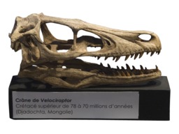 Crâne de Velociraptor. Source : http://data.abuledu.org/URI/47f50996-cr-ne-de-velociraptor