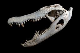 Crâne et mandibule d'alligator. Source : http://data.abuledu.org/URI/53982285-crane-et-mandibule-d-alligator