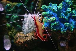 Crevette dans un petit aquarium. Source : http://data.abuledu.org/URI/530dc70e-crevette-dans-un-petit-aquarium