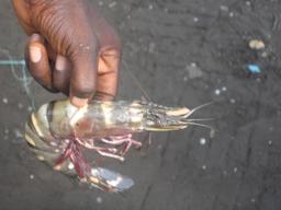 Crevette du Cameroun. Source : http://data.abuledu.org/URI/52daa581-crevette-du-cameroun