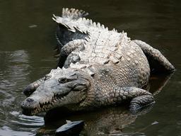 Crocodile. Source : http://data.abuledu.org/URI/501cfe0b-crocodile