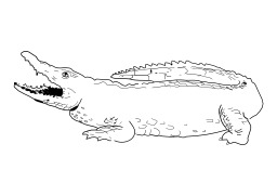 Crocodile. Source : http://data.abuledu.org/URI/50253d66-crocodile