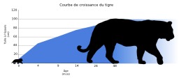 Croissance du tigre. Source : http://data.abuledu.org/URI/50df43aa-croissance-du-tigre
